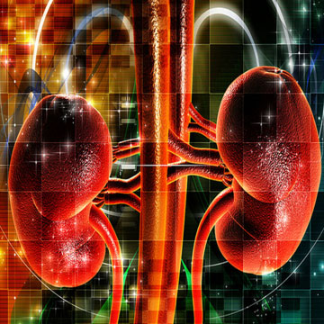 Inflammatory reasons for diabetic kidney disease revealed 