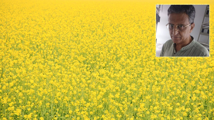 Unscientific criticism has cost farmers a fortune: GM mustard developer