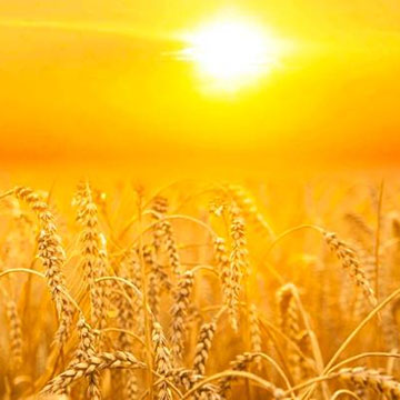 More efficient use of sunlight can improve crop yields