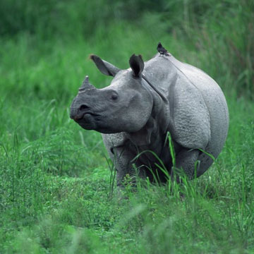 India's Rhino population up 35 times in 107 years
