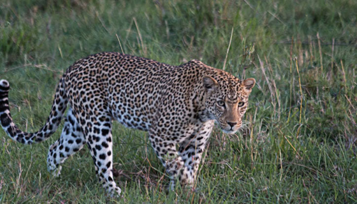 Before departing, this wildcat fed on food, good wishes of locals