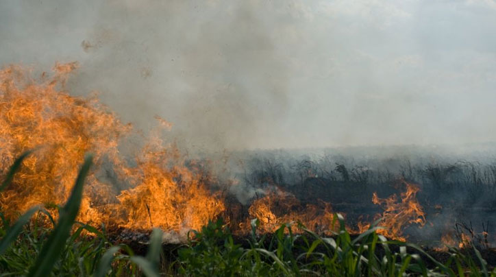 Punjab, Haryana farmers suffer as crop gets 'electrocuted'