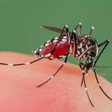 Dengue cases likely to dip in city by October-end
