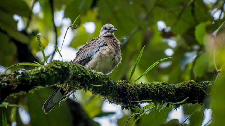 Environmental doomsday: Kashmir's vanishing fish, turtle doves, migratory birds