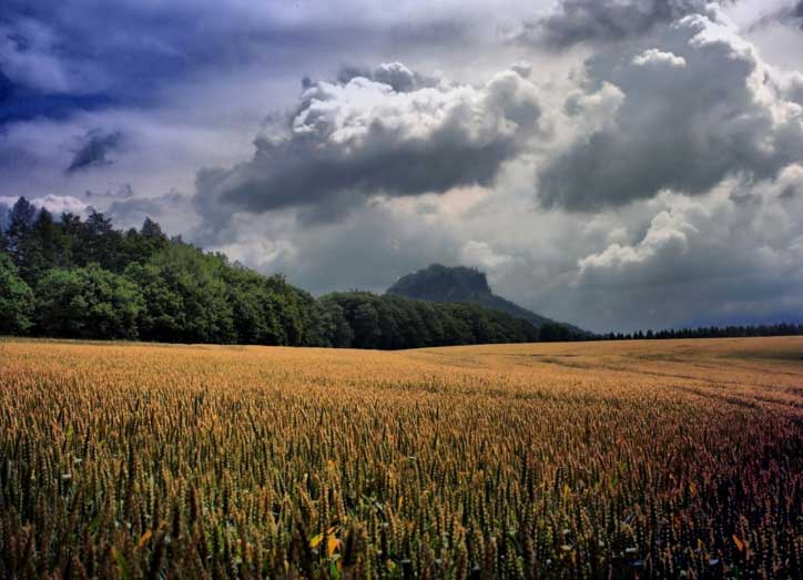 Rains Forecast: Skymet Weather predicts 20% chance of above normal monsoon, positive signal to farm sector