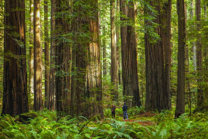 This is why we need a Road Map for Ecological Restoration in India