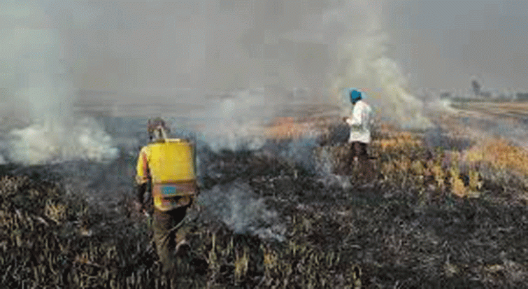 Delhi minister Sirsa claims AAP govt forcing farmers to burn stubble in Punjab